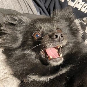 Meet your Posher, Penny